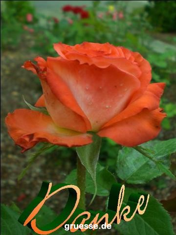 grusskarte-Traumschiff-Danke_008