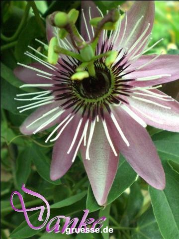 grusskarte-Traumschiff-Danke_009