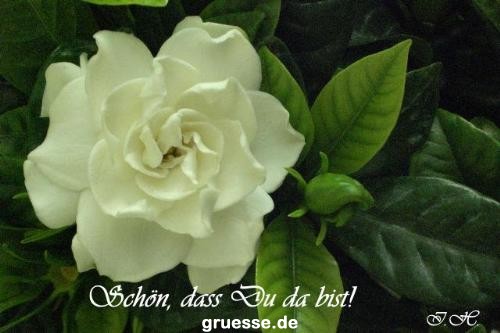 grusskarte-Traumschiff-Freundschaft-k_004