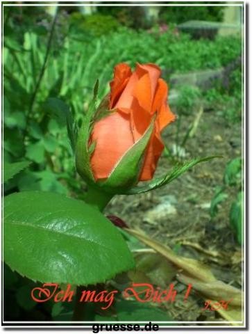 grusskarte-Traumschiff-Freundschaft-k_005