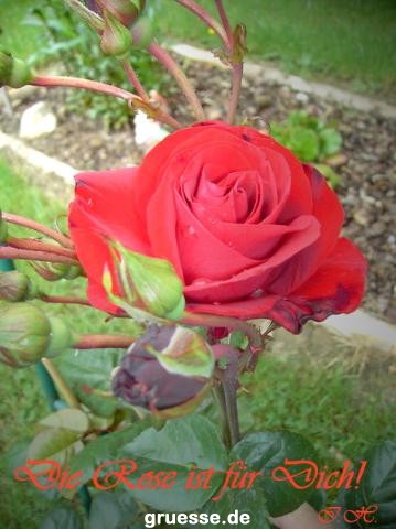 grusskarte-Traumschiff-Freundschaft-k_006