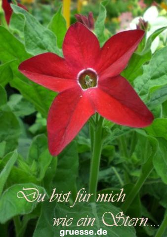 grusskarte-Traumschiff-Freundschaft-k_008