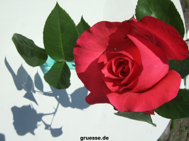 grusskarte-Traumschiff-Freundschaft-k_015