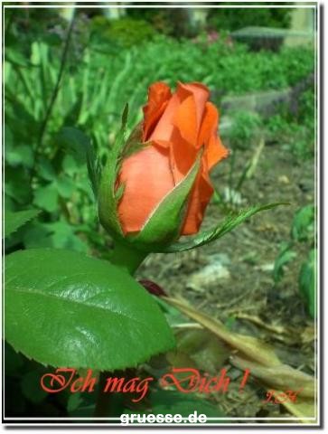 grusskarte-Traumschiff-Freundschaft_005