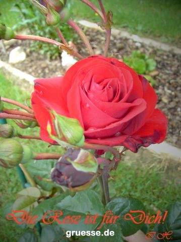 grusskarte-Traumschiff-Freundschaft_006