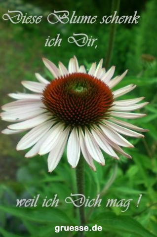 grusskarte-Traumschiff-Freundschaft_007