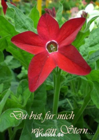 grusskarte-Traumschiff-Freundschaft_008