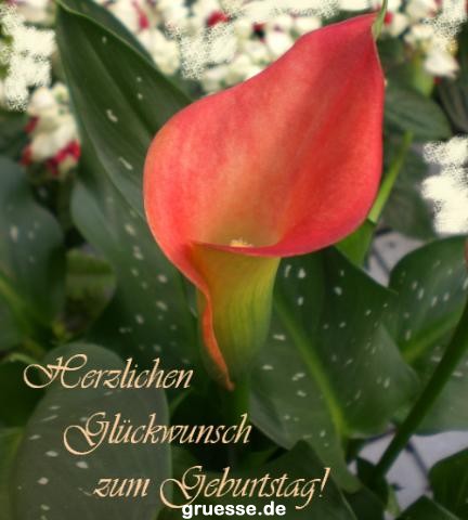 grusskarte-Glueckwuensche-Geburtstag-k_015