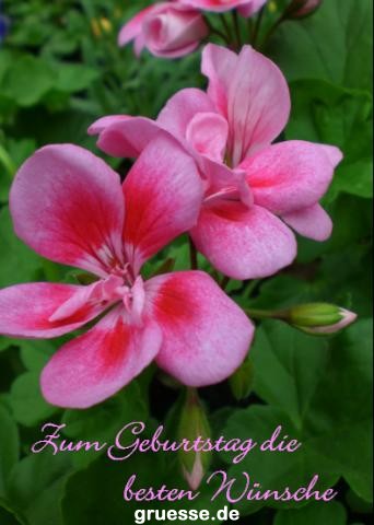 grusskarte-Glueckwuensche-Geburtstag-k_016