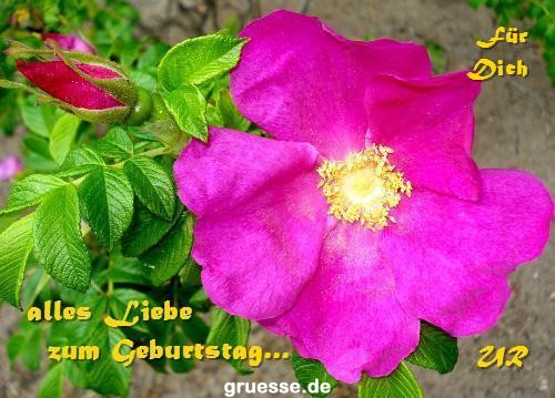 grusskarte-Glueckwuensche-Geburtstag-k_018