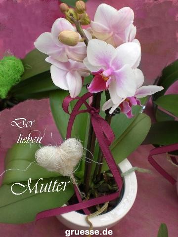 grusskarte-Glueckwuensche-Muttertag-k_011
