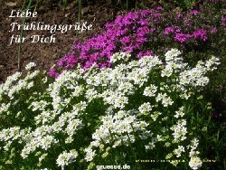 grusskarte-Traumschiff-Blumengruesse-k_001