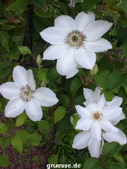 grusskarte-Traumschiff-Blumengruesse-k_003