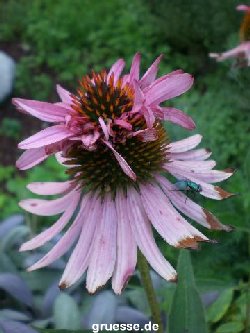 grusskarte-Traumschiff-Blumengruesse-k_004