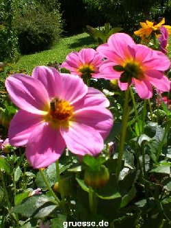 grusskarte-Traumschiff-Blumengruesse-k_006