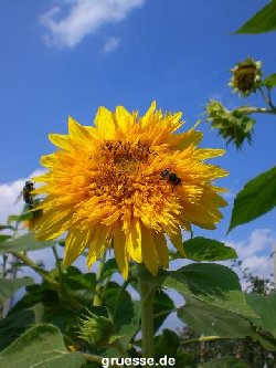 grusskarte-Traumschiff-Blumengruesse-k_011