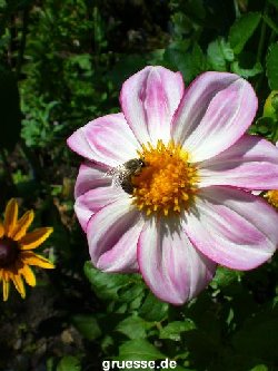 grusskarte-Traumschiff-Blumengruesse-k_012