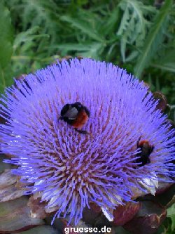 grusskarte-Traumschiff-Blumengruesse-k_013