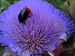 grusskarte-Traumschiff-Blumengruesse-k_014