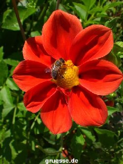 grusskarte-Traumschiff-Blumengruesse-k_015