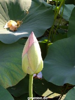 grusskarte-Traumschiff-Blumengruesse-k_016