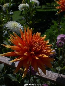 grusskarte-Traumschiff-Blumengruesse-k_017