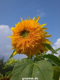 grusskarte-Traumschiff-Blumengruesse-k_020