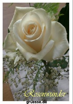 grusskarte-Traumschiff-Blumengruesse-k_022