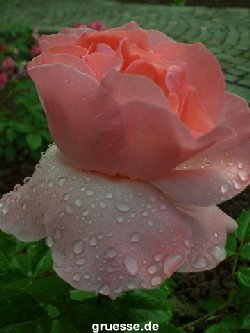 grusskarte-Traumschiff-Blumengruesse-k_023