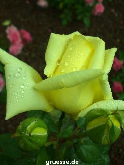 grusskarte-Traumschiff-Blumengruesse-k_024