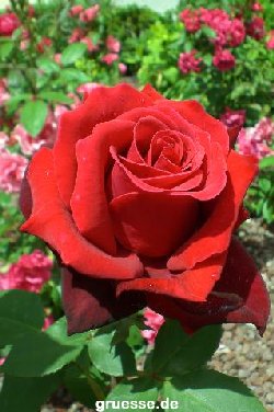 grusskarte-Traumschiff-Blumengruesse-k_025