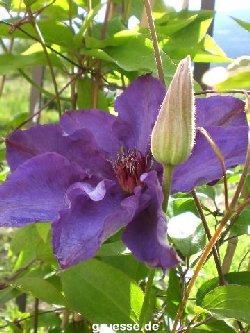 grusskarte-Traumschiff-Blumengruesse-k_026