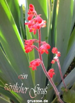 grusskarte-Traumschiff-Blumengruesse-k_027