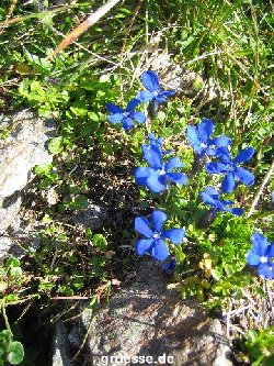 grusskarte-Traumschiff-Blumengruesse-k_030