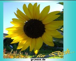 grusskarte-Traumschiff-Blumengruesse-k_031