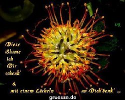 grusskarte-Traumschiff-Blumengruesse-k_033