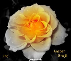 grusskarte-Traumschiff-Blumengruesse-k_038