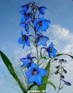 grusskarte-Traumschiff-Blumengruesse-k_040