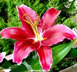 grusskarte-Traumschiff-Blumengruesse-k_042