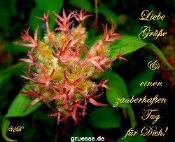 grusskarte-Traumschiff-Blumengruesse-k_043