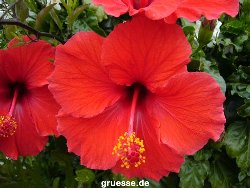 grusskarte-Traumschiff-Blumengruesse-k_055