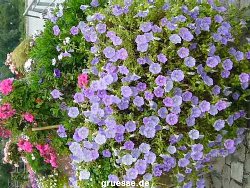 grusskarte-Traumschiff-Blumengruesse-k_057