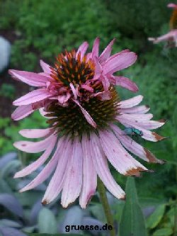 grusskarte-Traumschiff-Blumengruesse_004