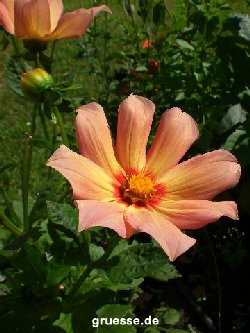 grusskarte-Traumschiff-Blumengruesse_005