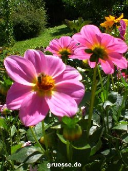 grusskarte-Traumschiff-Blumengruesse_006