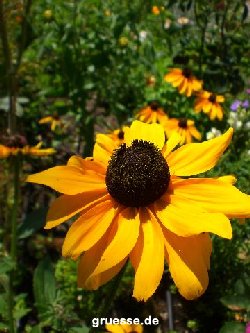 grusskarte-Traumschiff-Blumengruesse_007