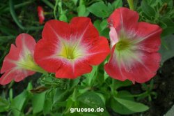 grusskarte-Traumschiff-Blumengruesse_010