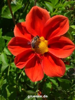 grusskarte-Traumschiff-Blumengruesse_015