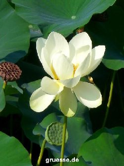 grusskarte-Traumschiff-Blumengruesse_018