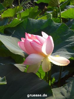 grusskarte-Traumschiff-Blumengruesse_021